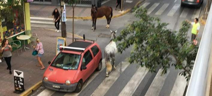 Μοναδικό θέαμα: Άλογα βγήκαν τσάρκα στην πόλη της Κατερίνης (εικόνες)